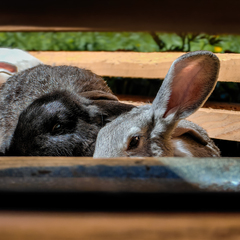 База отдыха Затерянный КуМир. Уединенных отдых в горах Алтая, Алтайский край