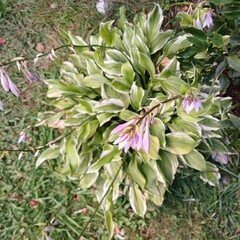 Гостевой дом Марион, Краснодарский край