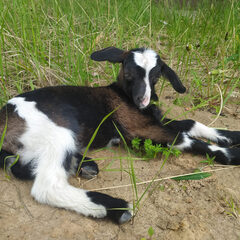Эко-комплекс 12 месяцев, Нижегородская область