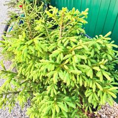 Гостевой дом Динино, Калужская область