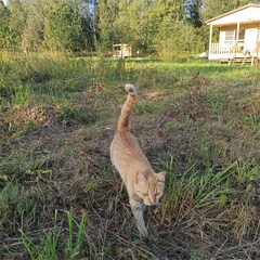 Глэмпинг Модная коза, Московская область