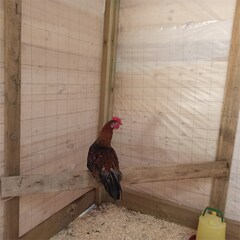 Глэмпинг Модная коза, Московская область