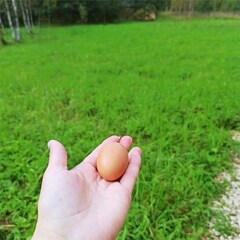 Глэмпинг Модная коза, Московская область