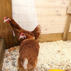 Глэмпинг Модная коза, Московская область