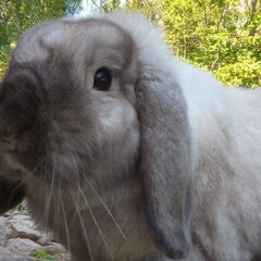 Глэмпинг Модная коза, Московская область