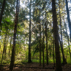 Глэмпинг Модная коза, Московская область