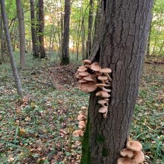 База отдыха Колпино, Смоленская область