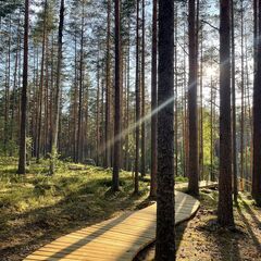 Глэмпинг Мистик Хиллс, Приозерск, Ленинградская область