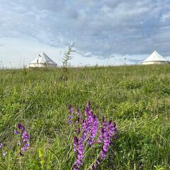 Глэмпинг Медовые холмы, Ставропольский край