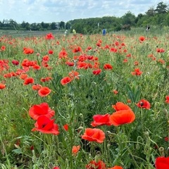 Глэмпинг Медовые холмы, Ставропольский край