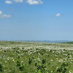 Глэмпинг Медовые холмы, Ставропольский край