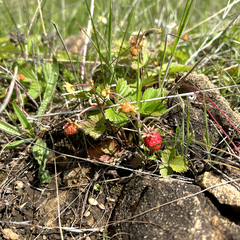 Глэмпинг Медовые холмы, Ставропольский край