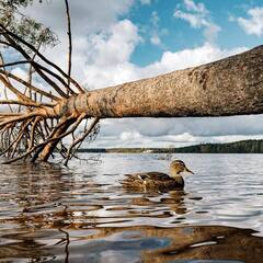 Эко-комплекс Вереск, Ленинградская область