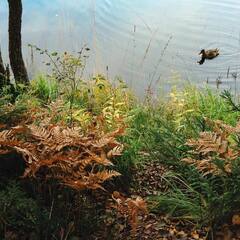Эко-комплекс Вереск, Ленинградская область