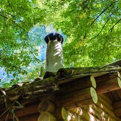 База отдыха Лесная слобода, Московская область