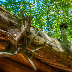 База отдыха Лесная слобода, Московская область