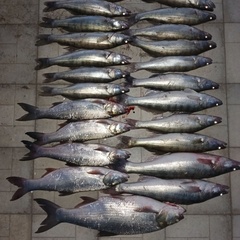 База отдыха Две реки, Астраханская область