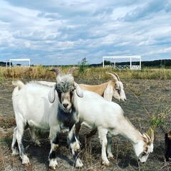 Парк-отель Дивный, Воронежская область