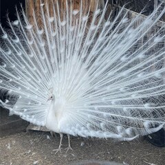 База отдыха Малиновый остров, Республика Алтай