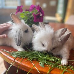 База отдыха Малиновый остров, Республика Алтай