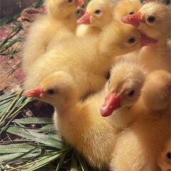 База отдыха Малиновый остров, Республика Алтай