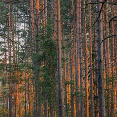 Гостевой дом Жи-Ши Шалаши , Республика Карелия