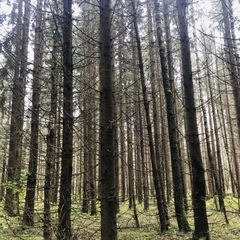 Гостевой дом в мини усадьбе у леса — Forest, Московская область