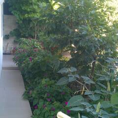 Гостевой двор от Натальи , Крым