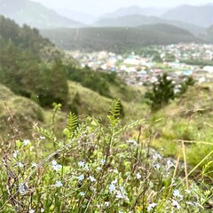 Парк-отель Altaypic, Республика Алтай