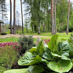 База отдыха Beaverlake, Республика Карелия