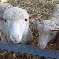 Кемпинг  Ферма Мартьянково, Московская область
