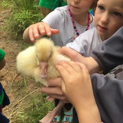 Кемпинг  Ферма Мартьянково, Московская область