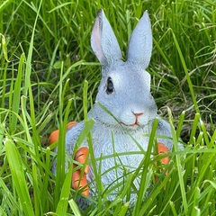 Гостевой комплекс Заячья Пристань, Республика Карелия