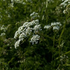 Эко-комплекс Водлозерье, Республика Карелия