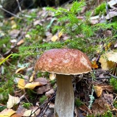 Гостевой комплекс Хвойный, Республика Карелия