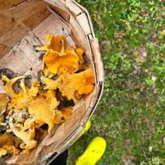 Гостевой комплекс Хвойный, Республика Карелия