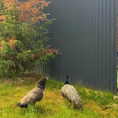 Глэмпинг Варилка, Нижегородская область