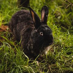Глэмпинг Варилка, Нижегородская область