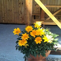 Гостевой дом АкваМария, Краснодарский край