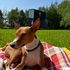 Глэмпинг The Pole, Московская область