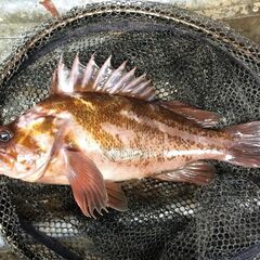 Глэмпинг Точка Притяжения, Республика Карелия