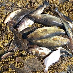 Глэмпинг Точка Притяжения, Республика Карелия