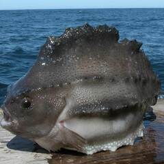 Глэмпинг Точка Притяжения, Республика Карелия