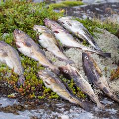 Глэмпинг Точка Притяжения, Республика Карелия