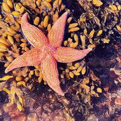 Глэмпинг Точка Притяжения, Республика Карелия