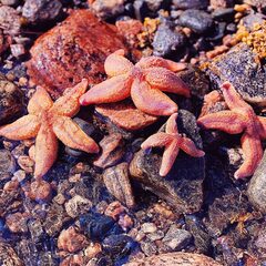 Глэмпинг Точка Притяжения, Республика Карелия