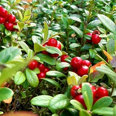 Гостевой дом Йокихутор, Республика Карелия