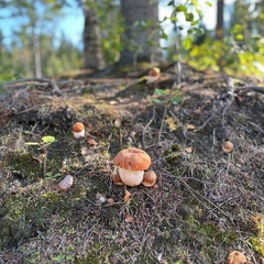 Гостевой дом Йокихутор, Республика Карелия