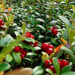 Гостевой дом Йокихутор, Республика Карелия