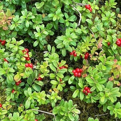 Гостевой дом Йокихутор, Республика Карелия